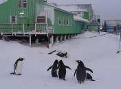 Аномальная зима в Антарктиде: на станцию Академик Вернадский вернулись пингвины 