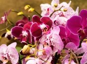 Листя орхідеї потрібно протирати спеціальним настоєм