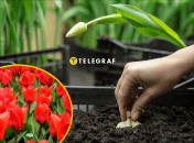 Как сажать тюльпаны осенью