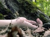 Учеными найден уникальный для человека и свиньи "запах смерти"