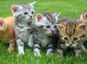 На Волыни жители считают, что их сосед объявил охоту на котов