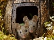 Фотограф, обустроивший деревню для мышей в своем саду, делится милыми снимками