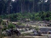 WWF: В связи с пандемией наблюдается массовая вырубка тропических лесов