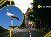 В украинском городе аист удивил неожиданным визитом