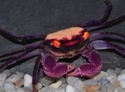 Глазам не верю: самые красивые на свете крабы (Фото)