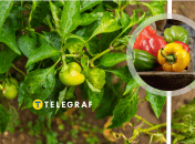 Подкормка перца необходима для щедрого урожая