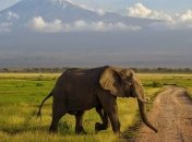 Слоны и антилопы спасаются в Уганде