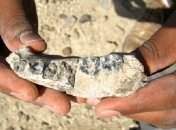 Обнаруженная челюсть от гигантского черепа удивила археологов