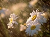 Прогноз погоды в Украине на 10 июня:  без осадков, местами дожди