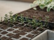 Самое время сеять овощные культуры