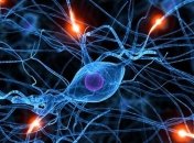 Ученым удалось восстановить способность стволовых клеток к росту и делению 