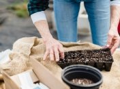 Качество земли важно для растения