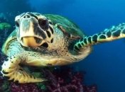 В Тихом океане обнаружена светящаяся черепаха  