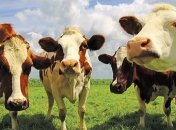 В Украине критически уменьшилось поголовье крупного рогатого скота