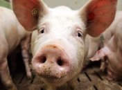 Объемы выращивания свиней в Украине сократились