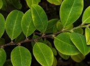 Колумбия предлагает фермерам отказаться от коки