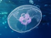 Скоростные киборги: ученые "прокачали" медуз (Видео)