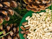 Какими лечебными свойствами обладают кедровые орехи