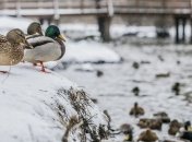 Морозы ослабнут ненадолго: синоптик рассказал, какая погода ожидает украинцев