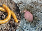 Проволочники — это личинки жука‑щелкуна, которые развиваются в почве