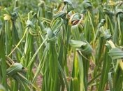 Как ускорить созревание чеснока