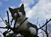 Поки інші мерзнутимуть: кінець лютого принесе аномальне тепло у вісім областей України