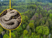 Пресмыкающихся можно встретить не только в лесу