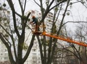 Стало известно, для чего нужна обрезка крон деревьев