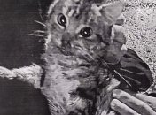 Спасли только одного кота: в Запорожской области мужчина мучил бездомных животных (фото)