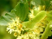 Удивительные свойства липы 