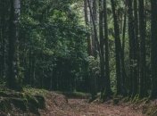 Лесная кража: На Волыни задержали правонарушителя, начато расследование