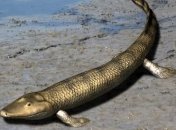 От лучей до пальцев: как менялись грудные плавники у предков тетрапод 