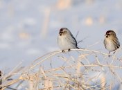Синоптики обещают, что на следующей неделе в Украину придет зима