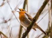 Все как у людей: у птиц есть свои диалекты