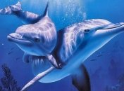 Морские биологи раскрыли феномен дельфинов