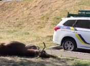 В ДТП в Киеве погиб лось, которого уже несколько дней видели гулявшим по улицам столицы