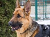 В Дарницком районе служебная собака привела полицейских к правонарушителям