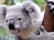 Коала устроила пробку на дороге в австралийском Брисбене (Видео)