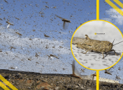 Сарана в Україні