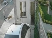 Відскочив від гавкаючої собаки і влетів прямо під вантажівку: момент жахливої ДТП з Стамбулі потрапив на відео