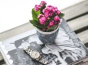 Неприхотливые комнатные растения для самых занятых цветоводов (Фото)