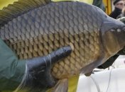 Ученые планируют научить карпов искать утонувших людей