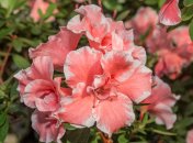 Комнатная азалия невероятно красива