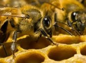 Ученые: Пчелы могут спасти человечество от вымирания