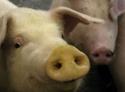 Исследователи подсадят в мозг новозеландцам клетки свиней