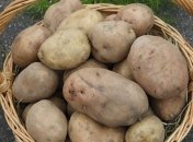 Производители продают картофель по себестоимости