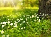 Названы возможные причины пропажи весны в северных широтах