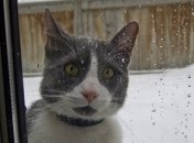 "Будет неуютно": синоптик спрогнозировала мокрый снег и сильный ветер на завтра в Украине