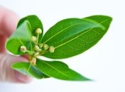 Удивительная польза для нашего здоровья обычного лаврового листа