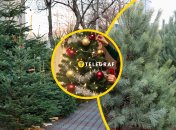 И елка, и сосна точно станут украшением в доме на новогодние праздники